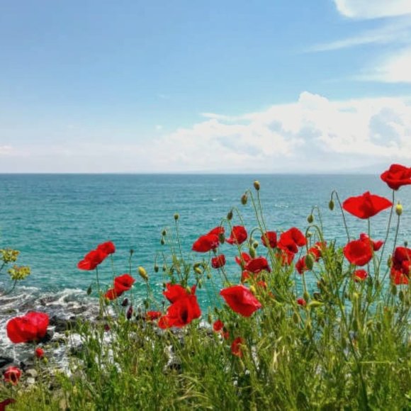 Meet your Posher, Maddie - Picture 1 of 1